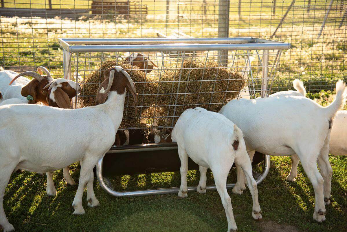 5' Sheep & Goat Feeder with Hayrack 2