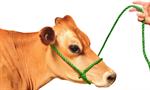 Cow/Horse Green Rope Halter