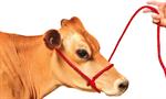 Cow/Horse Red Rope Halter